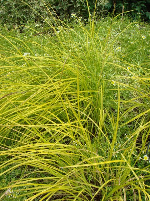 Carex elata 'Aurea' (2)